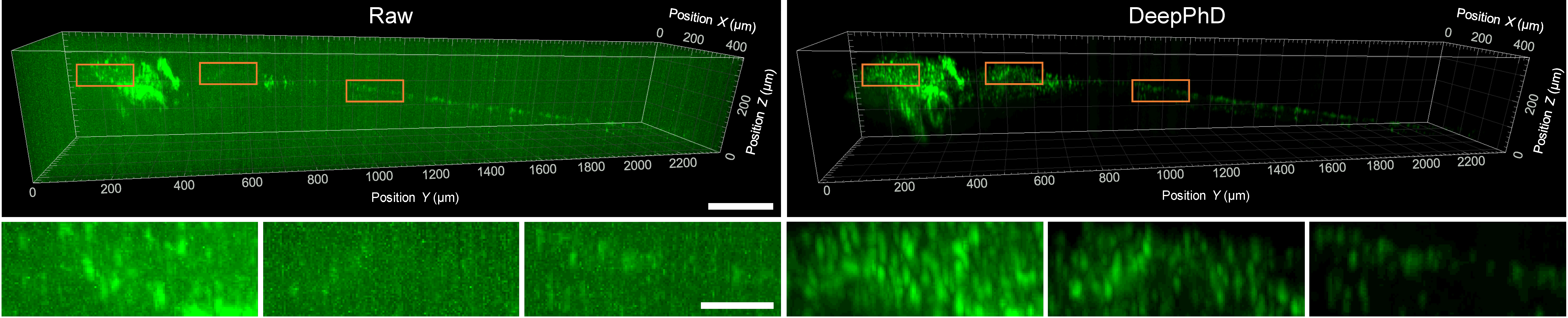Raw versus DeepPhD 3D reconstruction of GABAergic neurons in larval zebrafish