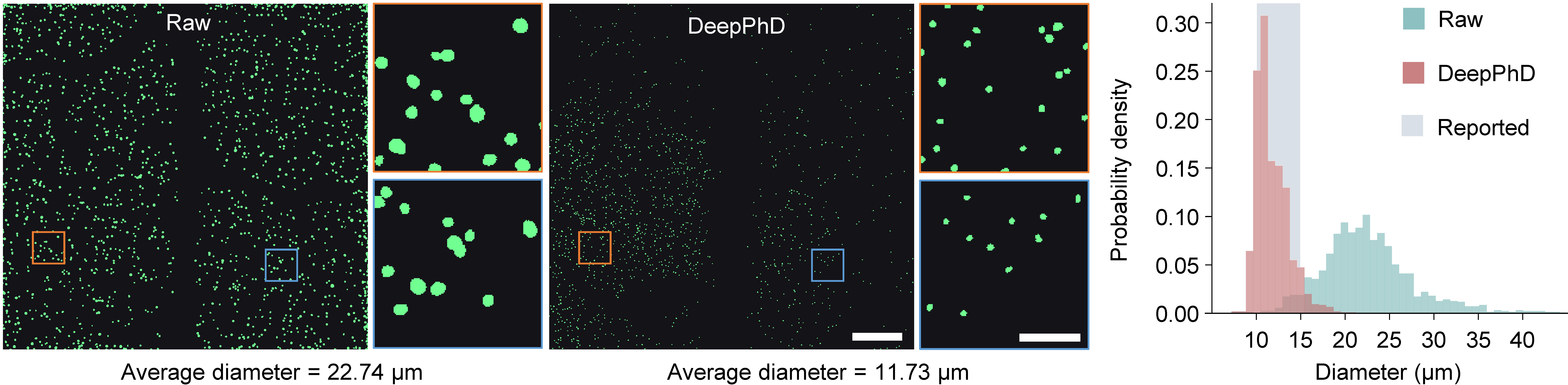 Neuron segmentation and diameter statistics for Raw versus DeepPhD