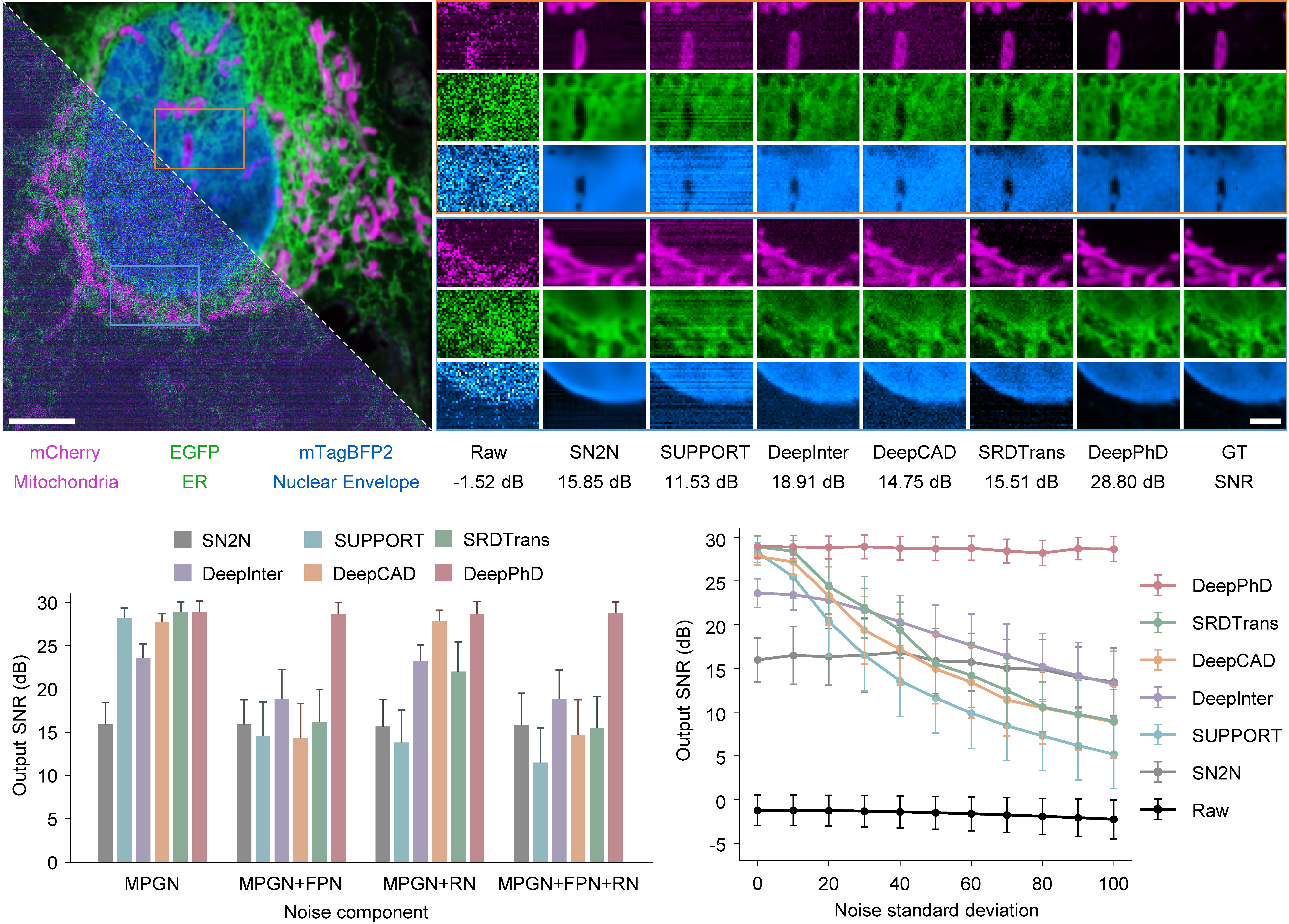 Denoising results and quantitative comparison on synthetic volumetric imaging data of interphase HeLa cells