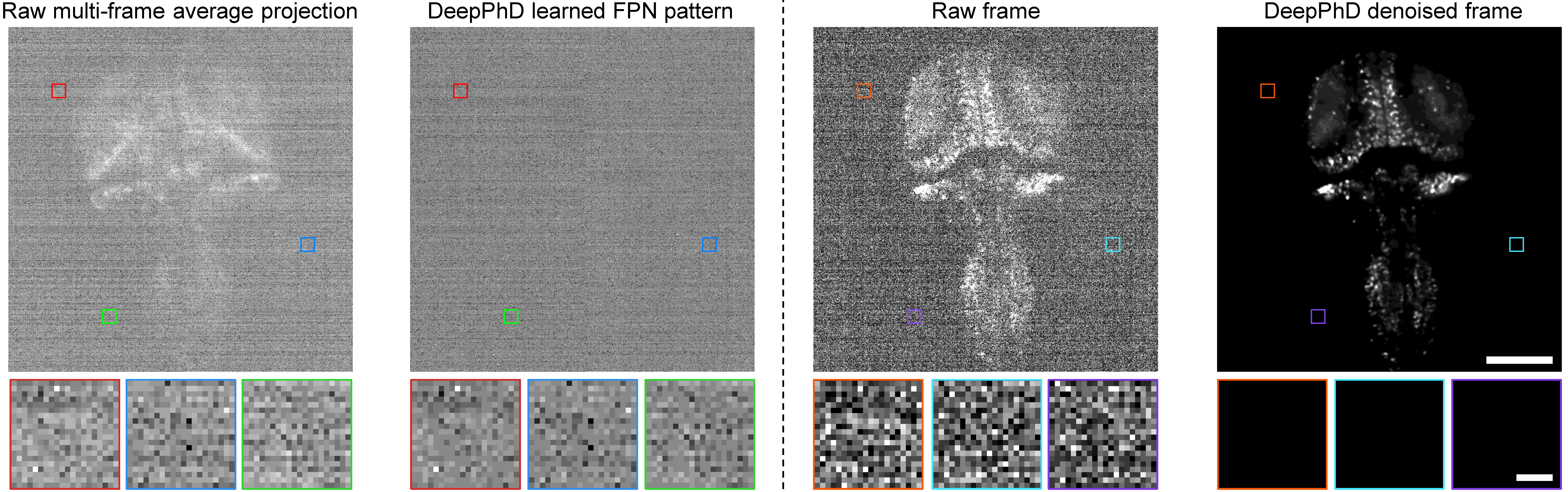 Verifying the FPN pattern learned by DeepPhD